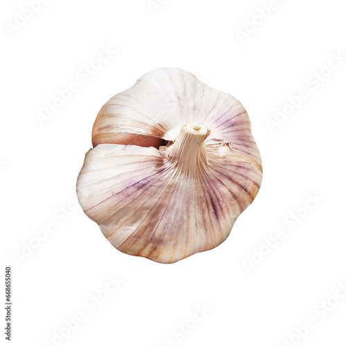 Whole one garlic bulb isolated on a transparent background, top view. PNG.