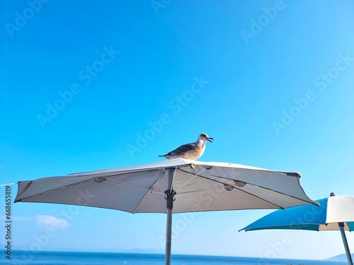 Seagull sitting on a sunshade near sea shore. Close up view of white bird seagull sitting by the beach. Wild seagull with natural blue background.
