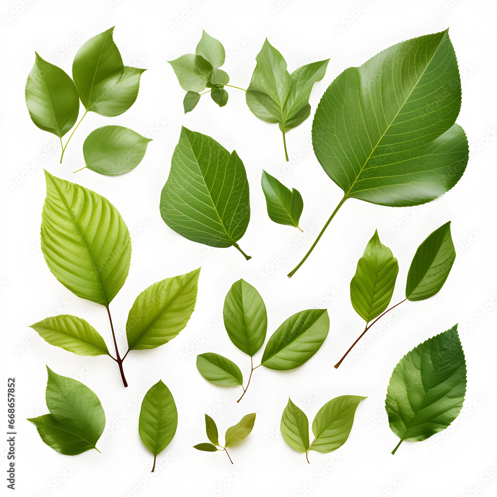 green leaves on white background green leaves on white background