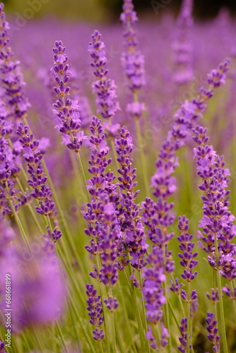 Close up of lavender and bee is flying around. High quality vertical foto