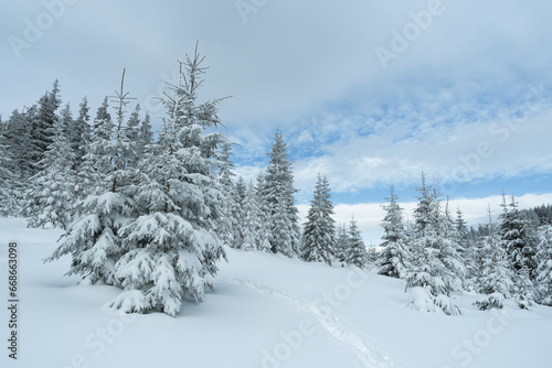Winter Landscape with Snow-Covered Fir Trees © Oleksandr Kotenko