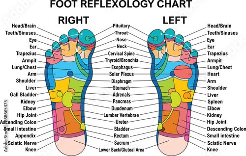Foot reflexology chart with an accurate description of the corresponding internal organs and body parts. Isolated vector illustration on a white background. EPS, 300dpi format