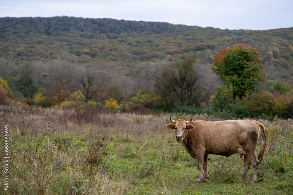 Fototapeta premium Cow in the meadow. Grazing cows. Dairy cow.