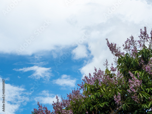 Pink flowers and blue sky Spring plants growing in a beautiful forest.