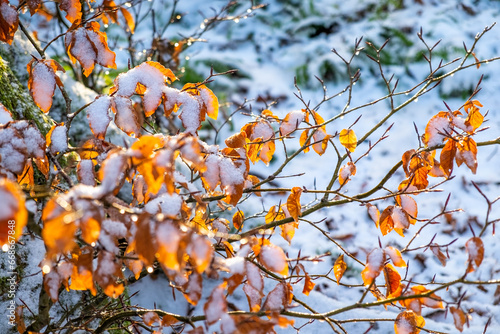 A beautiful branch with orange and yellow leaves in late autumn or early winter under snow.