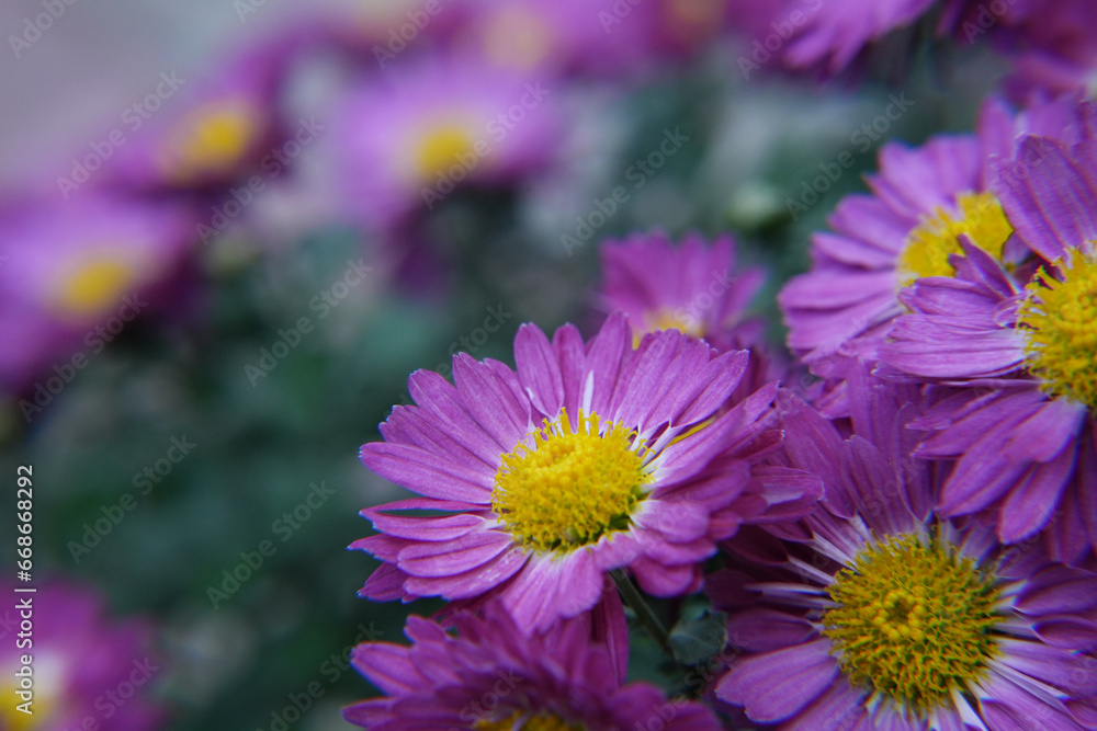Background of purple chrysanthemums closeup in bright sunlight. Autumn flowers in the garden. Soft focus, natural autumn background. Banner. Side view.