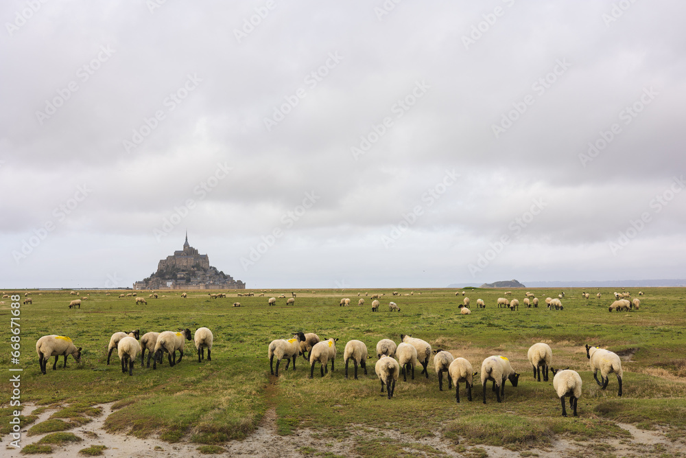 Salt marsh black faced sheep grazing the meadow near The Mont Saint Michel abbey, listed as World Heritage by UNESCO, Normandy France