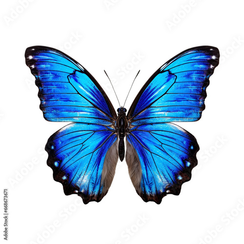 Butterfly clip art © Alexander