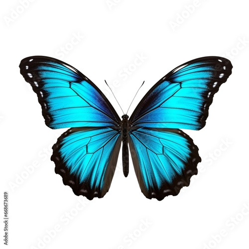 Butterfly clip art © Alexander