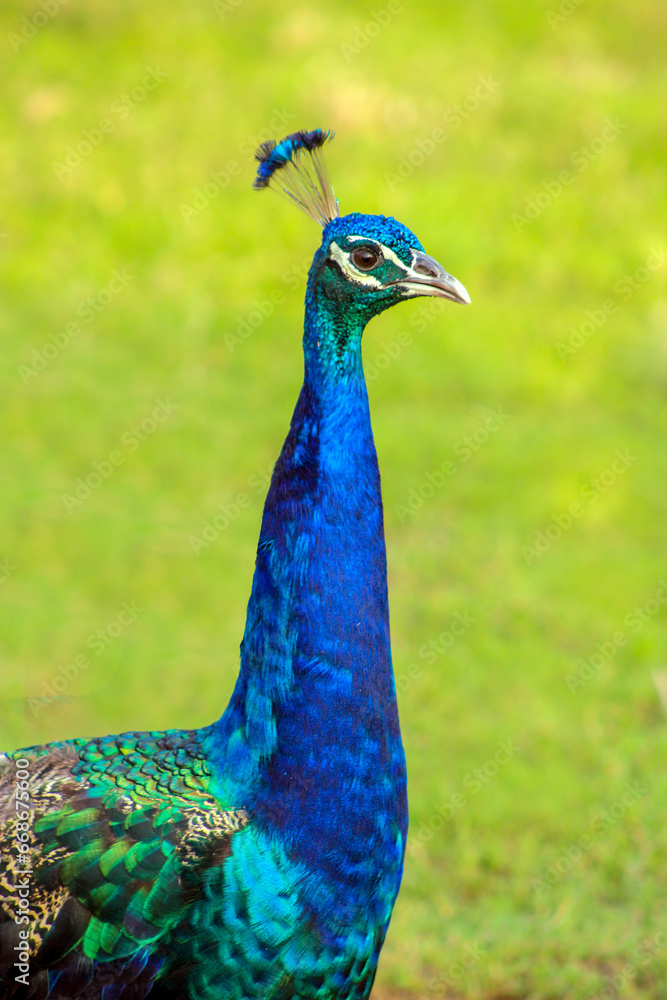 portrait of a peacock portrait of a peacock