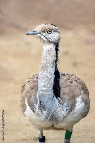 Houbara in desert playing in sand photo