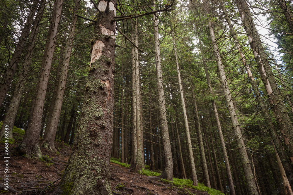 Obraz premium Mountain coniferous forest. Carpathian forest. 