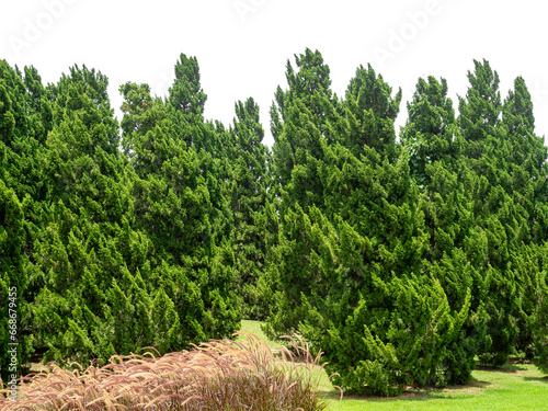 Pine trees tree for christmas isolated on transparent background.are Forest for both printing and web pages with cut path and alpha channel.