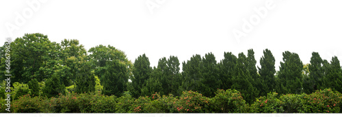 Pine trees tree for christmas isolated on transparent background.are Forest for both printing and web pages with cut path and alpha channel.