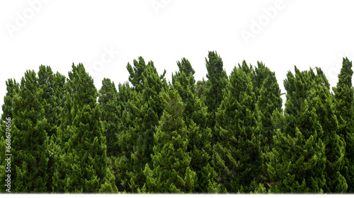 Pine trees tree for christmas isolated on transparent background.are Forest for both printing and web pages with cut path and alpha channel.