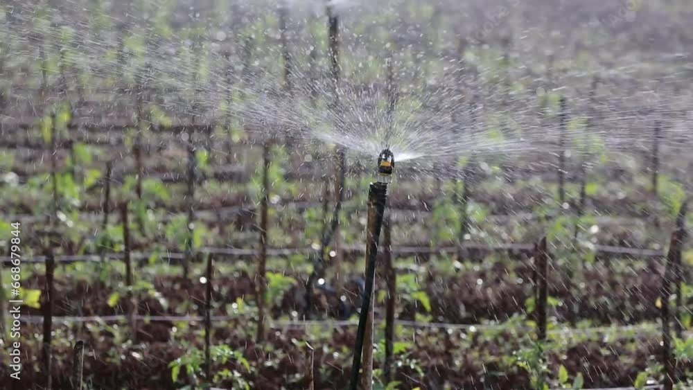 Watering activities for tomato plants and tomato gardens are watered