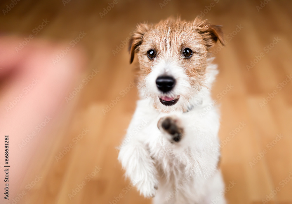 Cute dog puppy begging for snack food and giving paw. Puppy training background. Friendship, relationship of owner and pet. - obrazy, fototapety, plakaty 