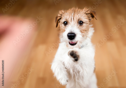 Cute dog puppy begging for snack food and giving paw. Puppy training background. Friendship, relationship of owner and pet.