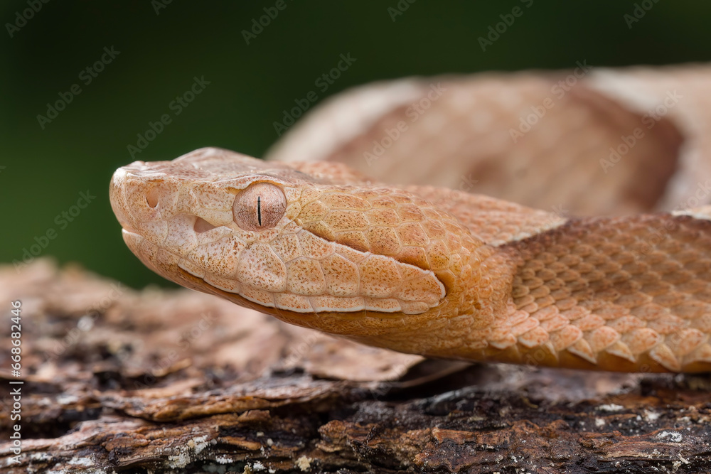 Fototapeta premium Venomous Southern Copperhead Snake