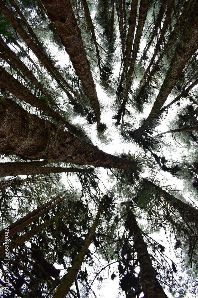 Fototapeta premium EL bosque