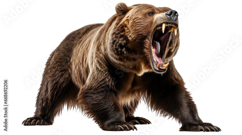 brown bear isolated on transparent