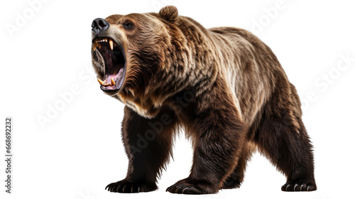 brown bear isolated on transparent