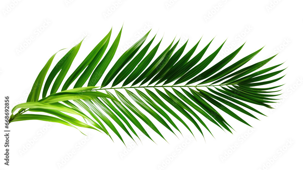 Palm branches in the corners, tropical plants decoration elements Palm branches in the corners, tropical plants decoration elements