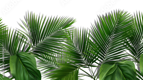 Palm branches in the corners, tropical plants decoration elements