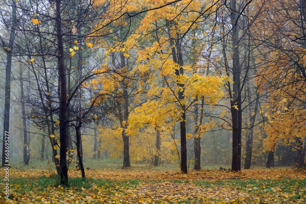 Gold autumn. October. Trees in the park in autumn attire. Cloudy day and fog.