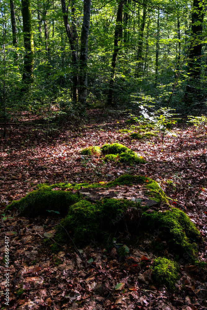Obraz premium foret