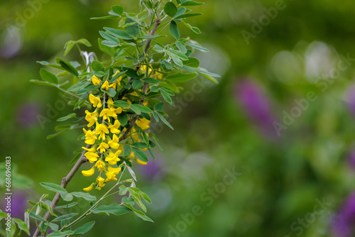 Flowers on the tree Bobovnik or golden rain. Greening the urban environment. Background with selective focus photo