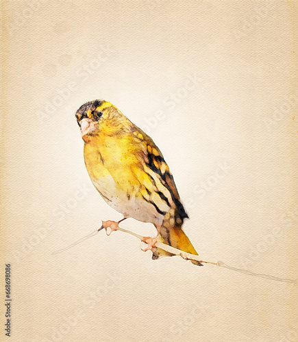 Male of Eurasian siskin. Carduelis spinus watercolor style on vintage paper