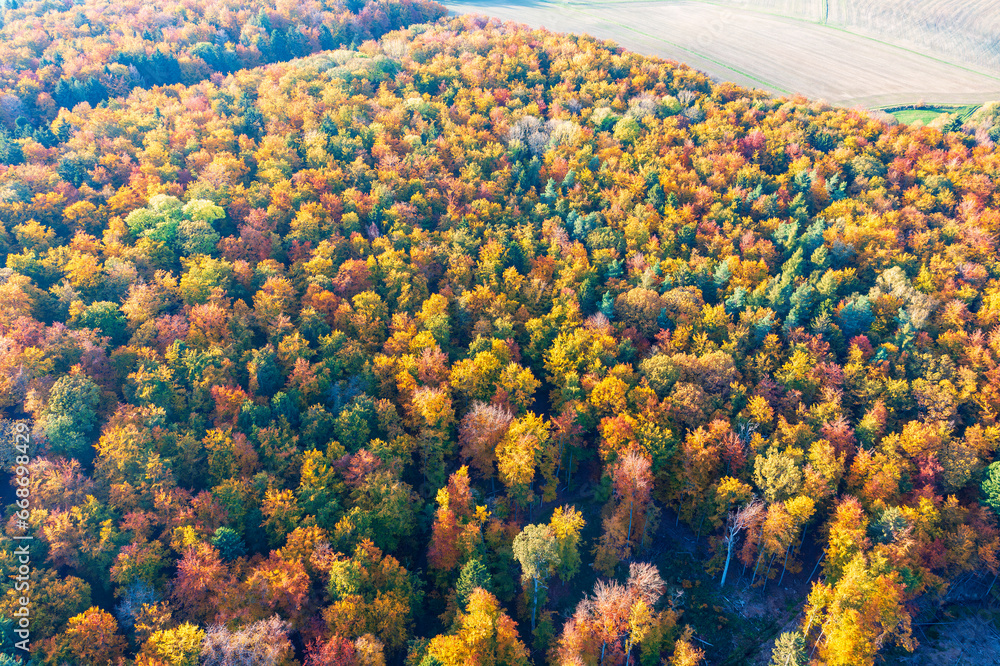 Fototapeta premium Aerial view of the autumn-colored forest in Taunus/Germany on a sunny day