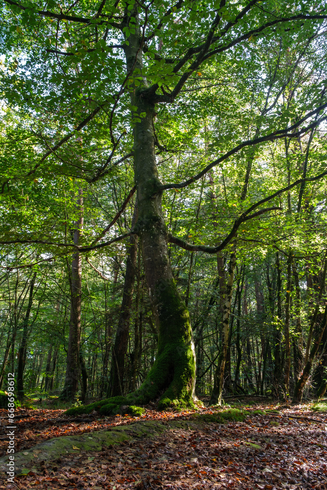 Naklejka premium foret