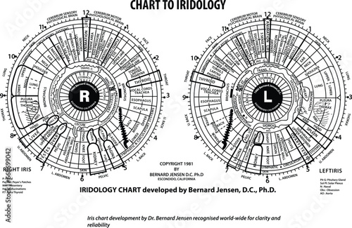 Iridology Chart by Dr. Bernard Jensen, A high-quality vector file