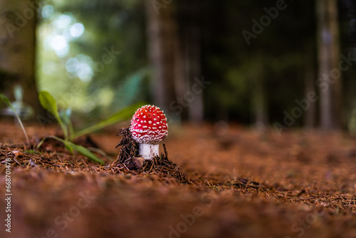 A solitary flycatcher in the forest photo