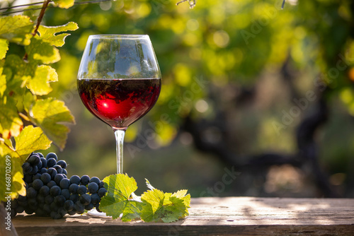 Verre de vin rouge et grappe de raisin noir dans les vignes.