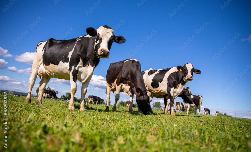 Troupeau de vaches laitière en pleine nature broutant l'herbe fraiche au printemps.