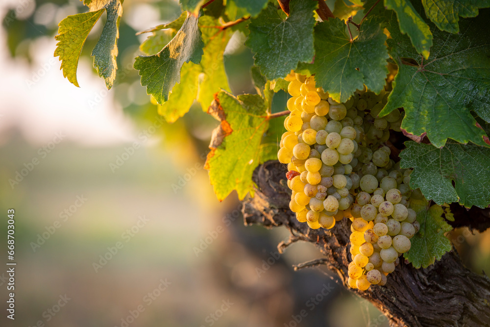 Fototapeta premium Grappe de raisin blanc et cèpe de vigne avant les vendanges d'automne.