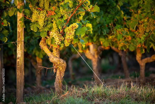 Grappe de raisin blanc et cèpe de vigne avant les vendanges d'automne. photo