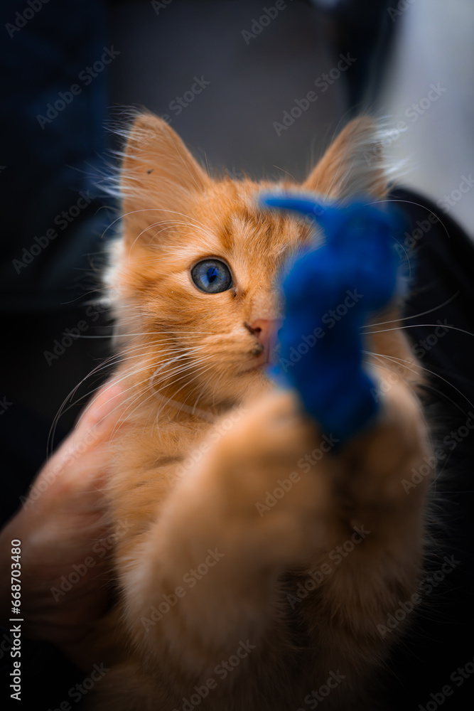 Cute Yellow Kitten With Blue Eyes Cute Yellow Kitten With Blue Eyes