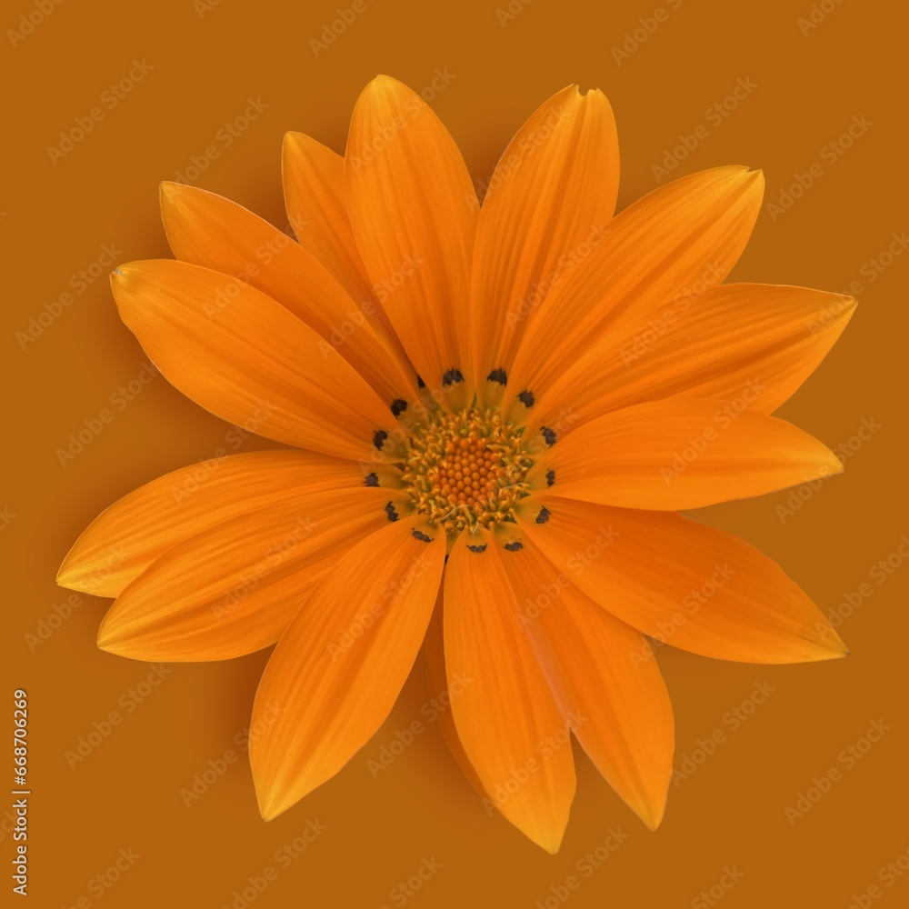 Obraz premium Elegant flower photo on orange background