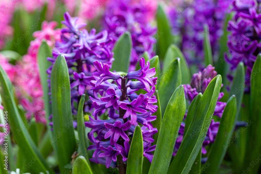 Large flower bed with multi-colored hyacinths, traditional easter flowers, flower background, easter spring background. Close up macro photo, selective focus. Ideal for greeting festive postcard. Large flower bed with multi-colored hyacinths, traditional easter flowers, flower background, easter spring background. Close up macro photo, selective focus. Ideal for greeting festive postcard.