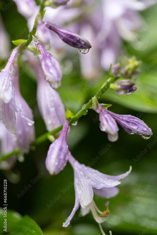 Purple flowers with raindrops closeup. Flowers after rain. Purple flowers with raindrops closeup. Flowers after rain.