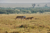 Lion pride, Panthera Leo, lionesses and cubs, Maasai Mara.