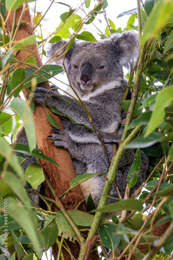 Fototapeta premium An adult koala, Phascolarctos cinereus, in a eucalyptus tree, Australia. This cute marsupial is endangered in the wild.