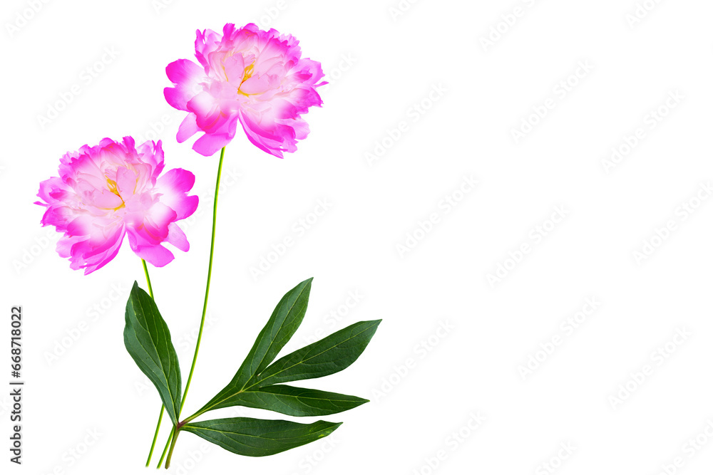 Colorful bright flower peony. nature