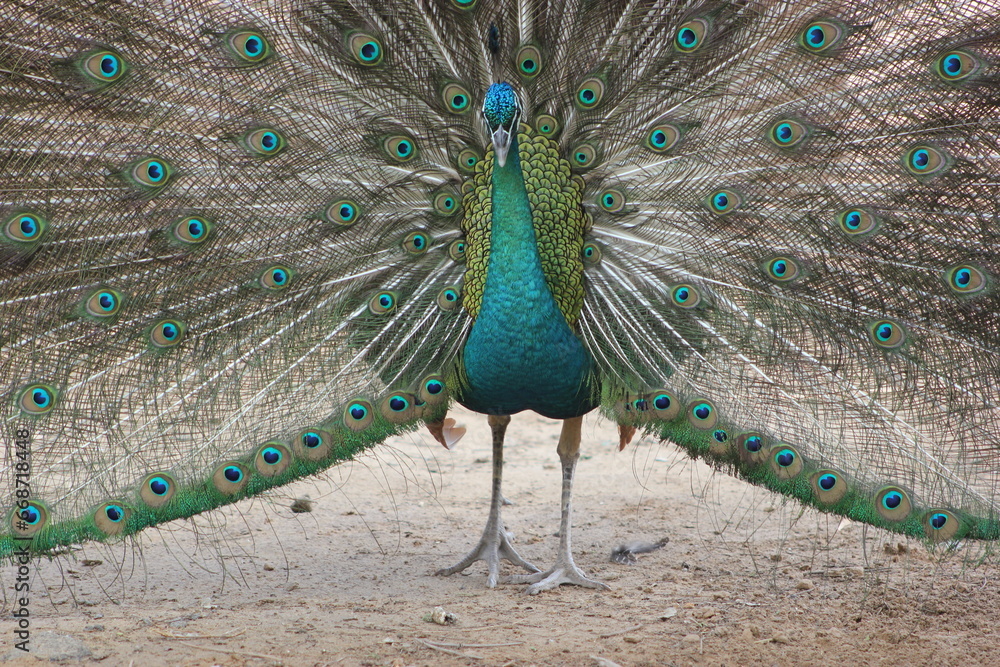 Fototapeta premium Sea Green peacock with feathers