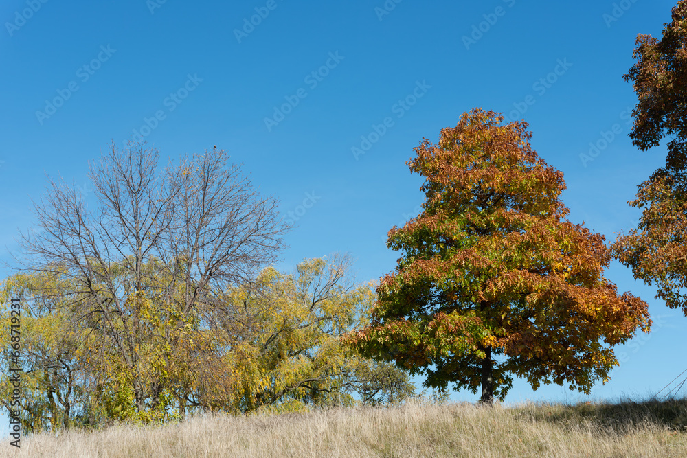 autumn trees at the top of a hill on a clear autumn day autumn trees at the top of a hill on a clear autumn day