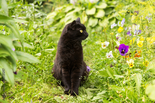 Bombay black cat in garden with green grass and flowers outdoor in countryside nature in sunlight